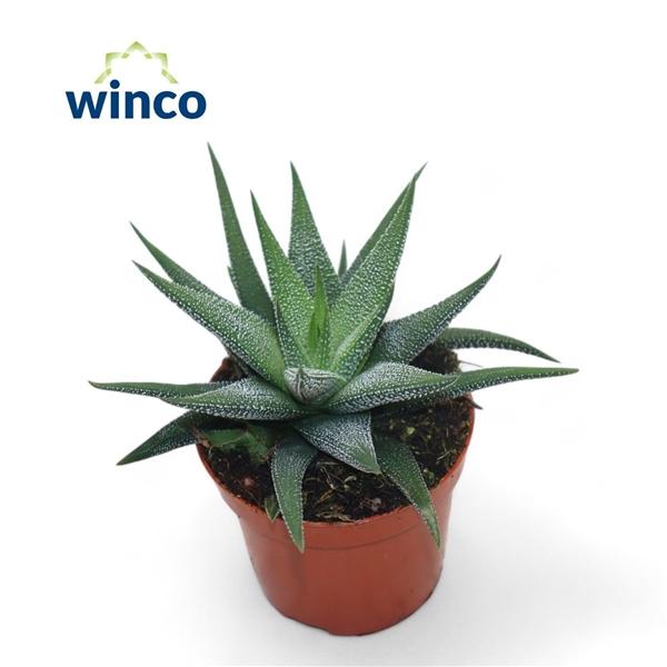 Горшечные цветы и растения оптом Haworthia Fasciata Concolor от 18шт (для телеги) из Голландии с доставкой по России