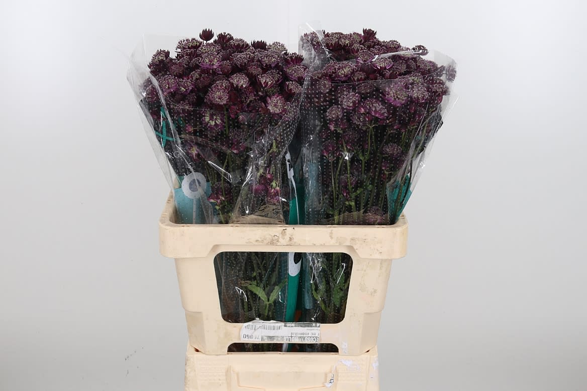 Срезанные цветы оптом Astrantia star of love от 100шт. из Голландии с доставкой по России