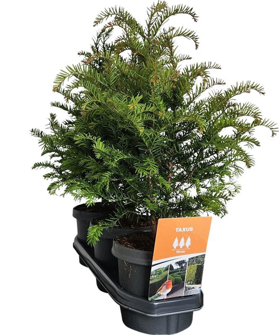 Горшечные цветы и растения оптом Taxus Baccata (hedgeline) от 3шт из Голландии с доставкой по России