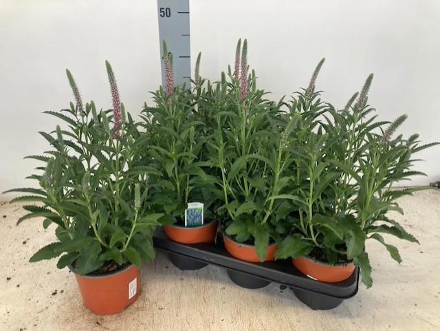 Горшечные цветы и растения оптом Vero Spicata от 7шт из Голландии с доставкой по России