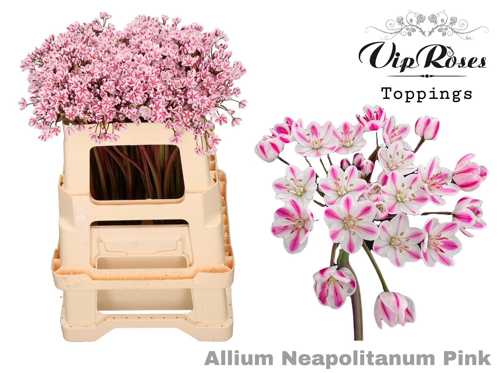 Срезанные цветы оптом Allium paint neopolitanum pink от 60шт из Голландии с доставкой по России