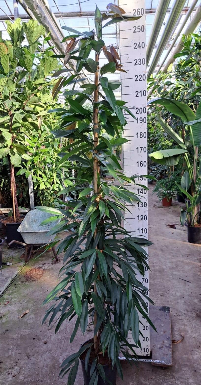 Горшечные цветы и растения оптом Ficus Bin Amstel King от 1шт из Голландии с доставкой по России