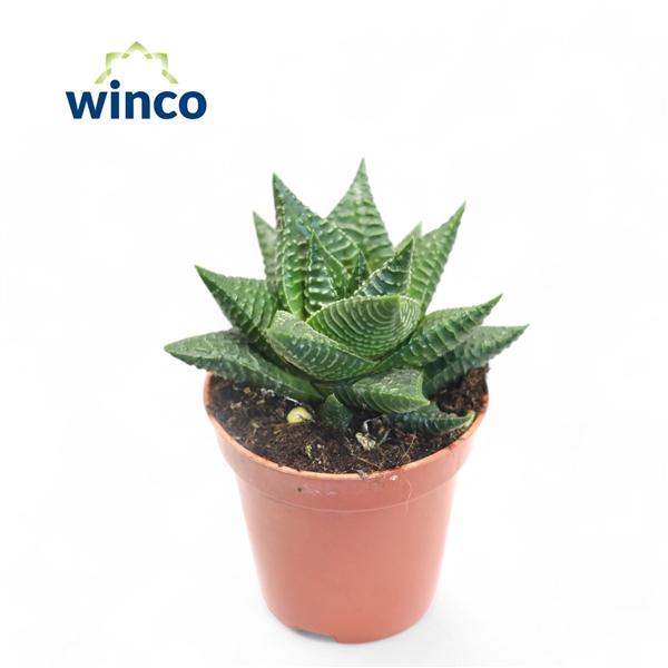 Горшечные цветы и растения оптом Haworthia Limifolia от 20шт (для телеги) из Голландии с доставкой по России