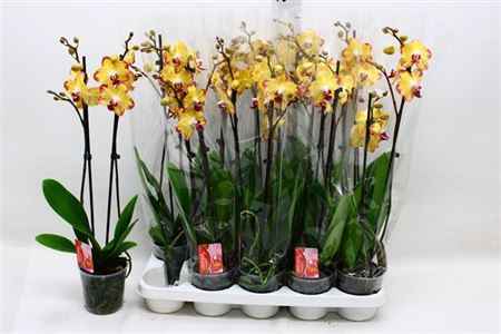 Горшечные цветы и растения оптом Phal F Papagayo 2 Branches 18+ от 10шт из Голландии с доставкой по России