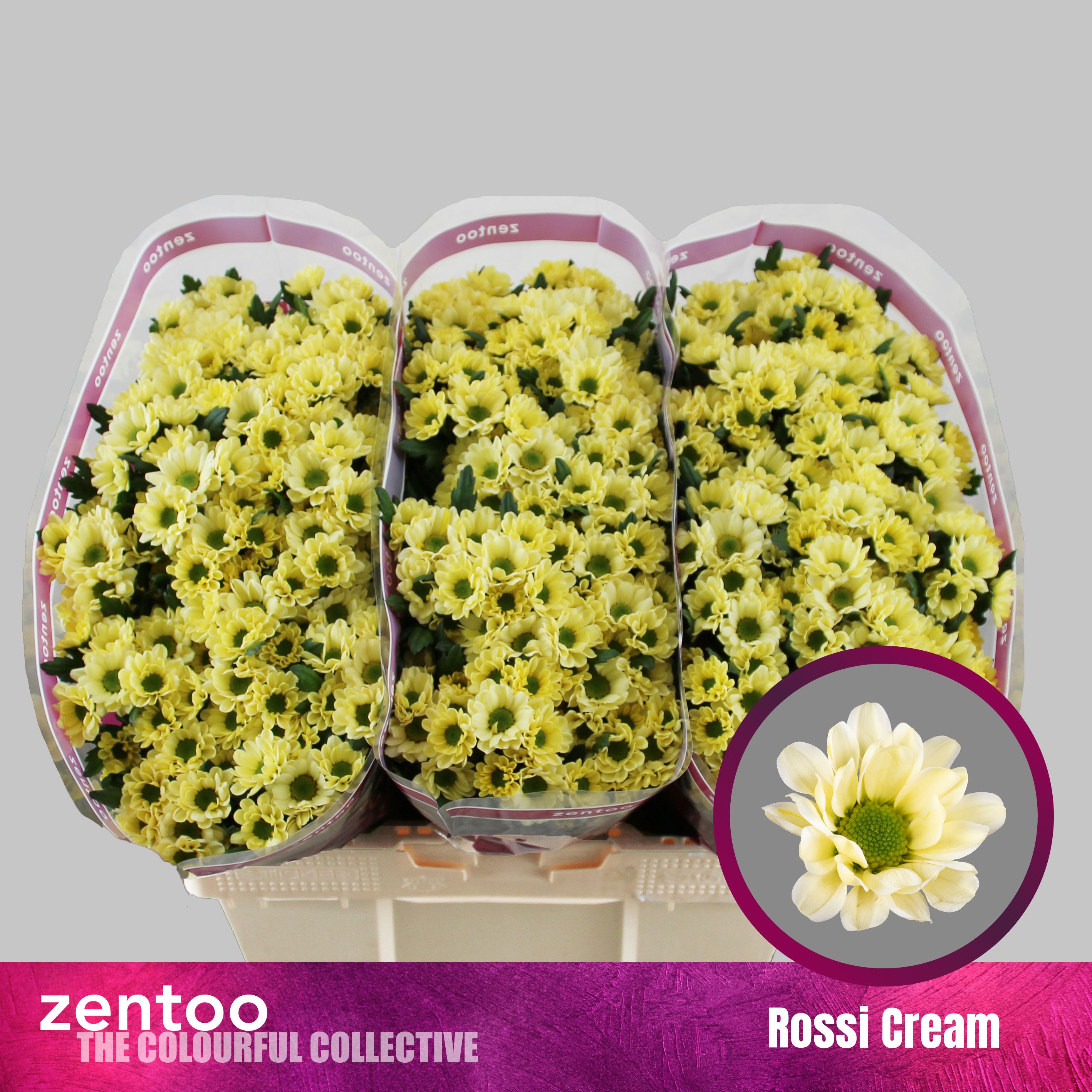 Срезанные цветы оптом Chrys sa rossi cream от 75шт. из Голландии с доставкой по России