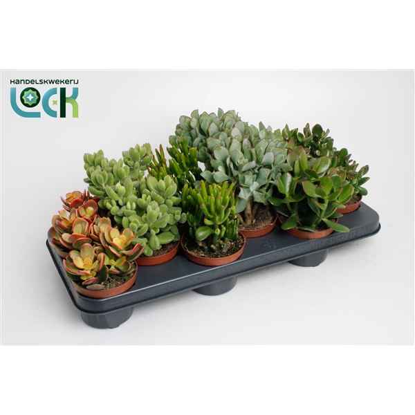 Горшечные цветы и растения оптом Crassula Mix от 9шт из Голландии с доставкой по России