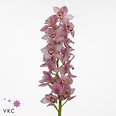 Срезанные цветы оптом Cymbidium pink geisha girl от 12шт из Голландии с доставкой по России