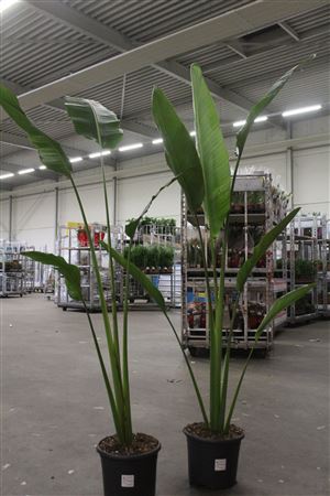 Горшечные цветы и растения оптом Palmen Ravenala Madagascariensis от 1шт из Голландии с доставкой по России