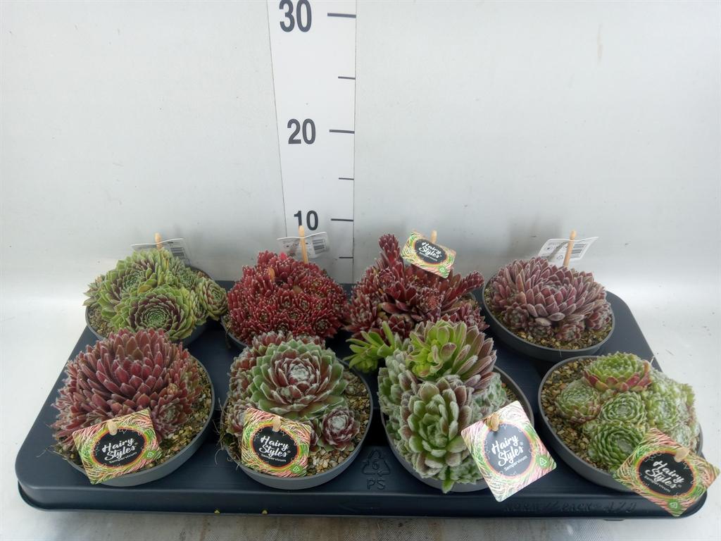 Горшечные цветы и растения оптом Sempervivum   ... от 8шт из Голландии с доставкой по России