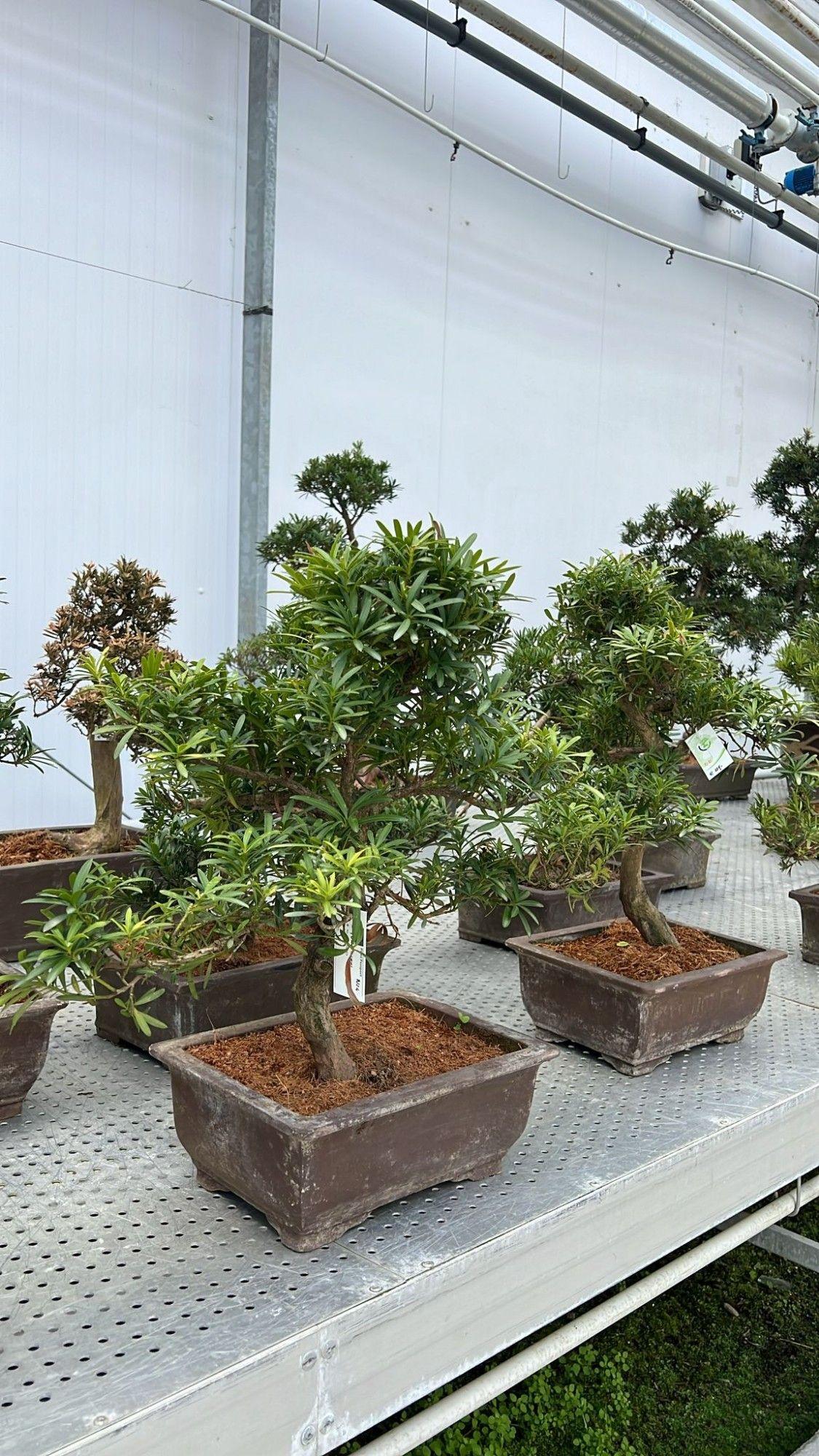 Горшечные цветы и растения оптом Bonsai Podocarpus Macrophylla, Shape от 1шт из Голландии с доставкой по России