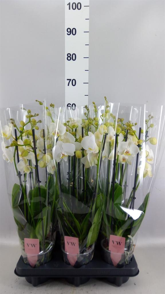 Горшечные цветы и растения оптом Phalaenopsis ant Inverness от 6шт из Голландии с доставкой по России