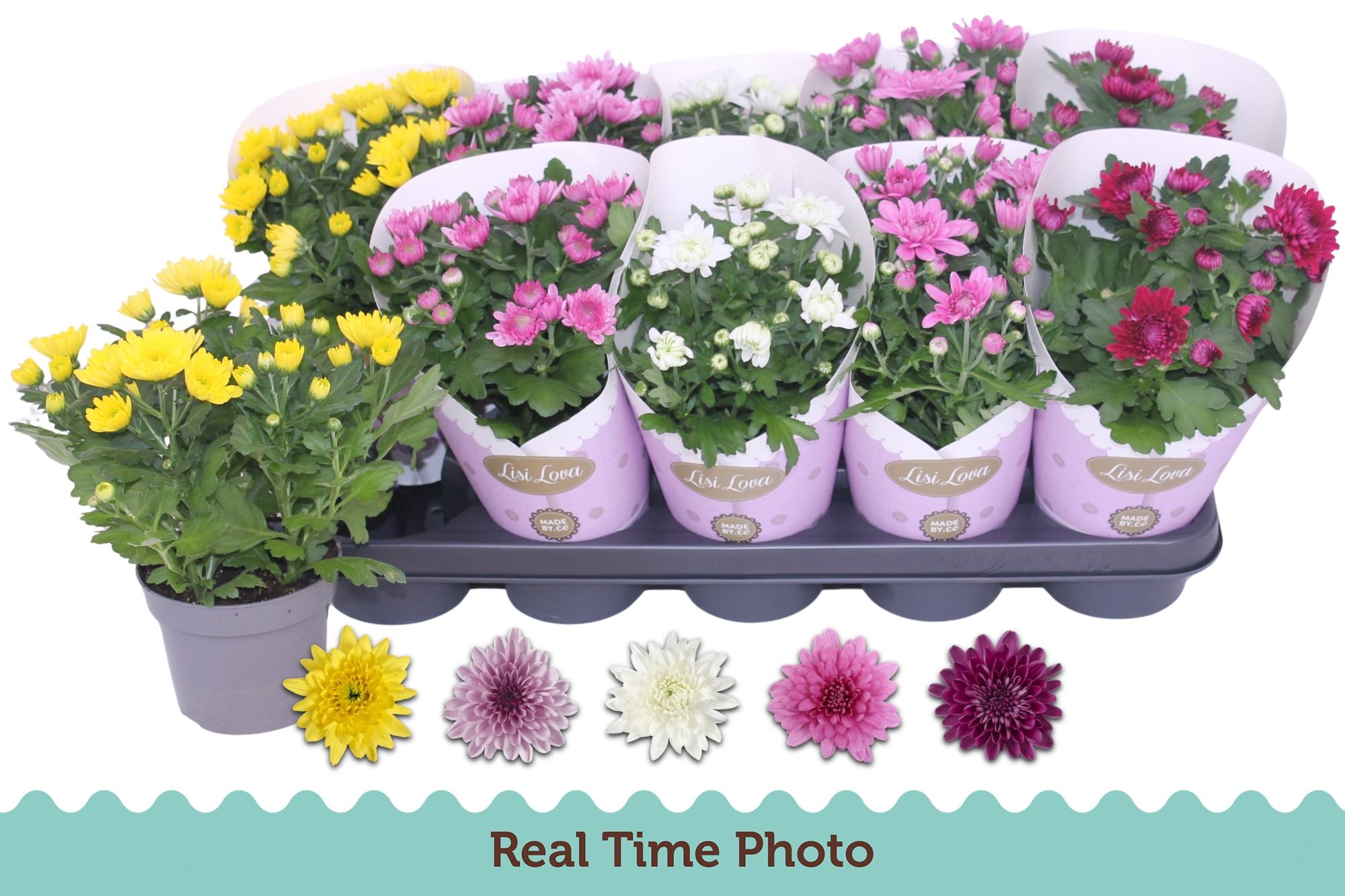 Горшечные цветы и растения оптом Chrys Gevuldbl Gem от 10шт из Голландии с доставкой по России