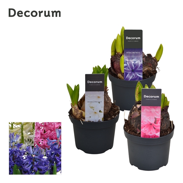 Горшечные цветы и растения оптом Hyacinthus Multiflora Mix (decorum) от 18шт из Голландии с доставкой по России