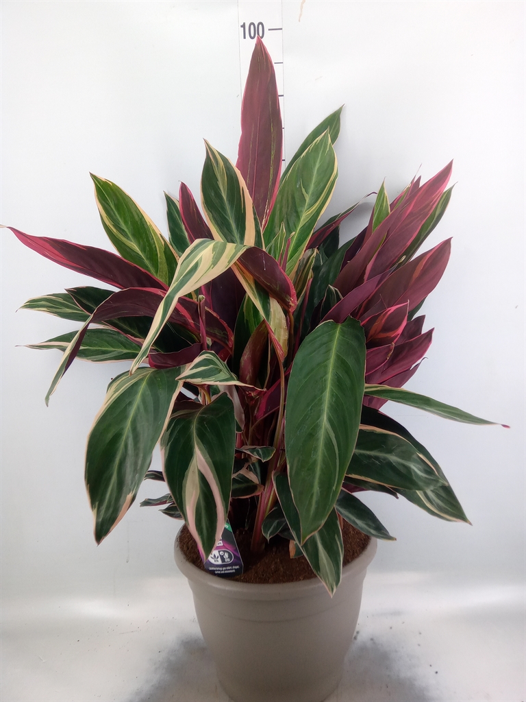 Горшечные цветы и растения оптом Calathea Triostar от 1шт из Голландии с доставкой по России