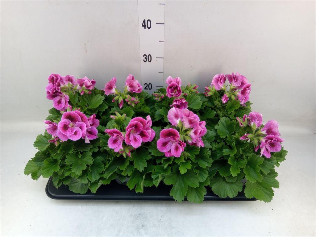 Горшечные цветы и растения оптом Pelargonium Gran.   .. от 8шт' из Голландии с доставкой по России