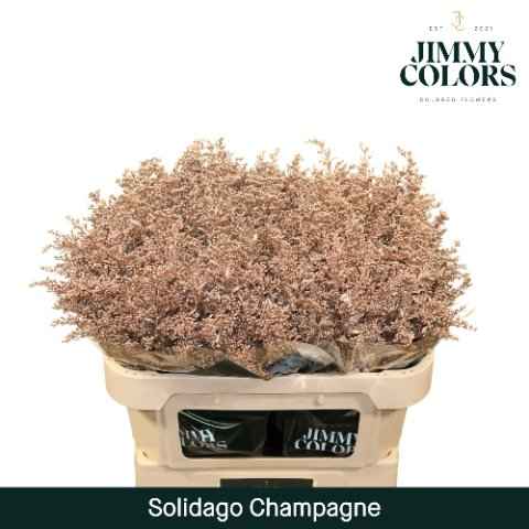 Срезанные цветы оптом Solidago paint champagne от 100шт из Голландии с доставкой по России