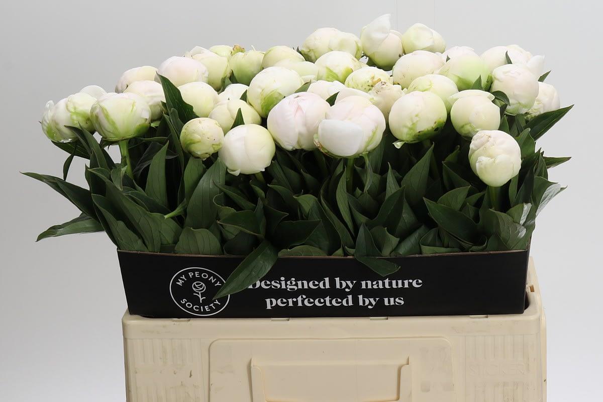 Срезанные цветы оптом Paeonia claude tain от 40шт из Голландии с доставкой по России