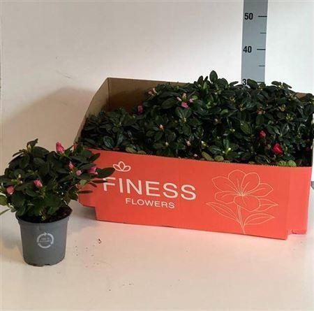 Горшечные цветы и растения оптом Azalea Mix от 8шт из Голландии с доставкой по России