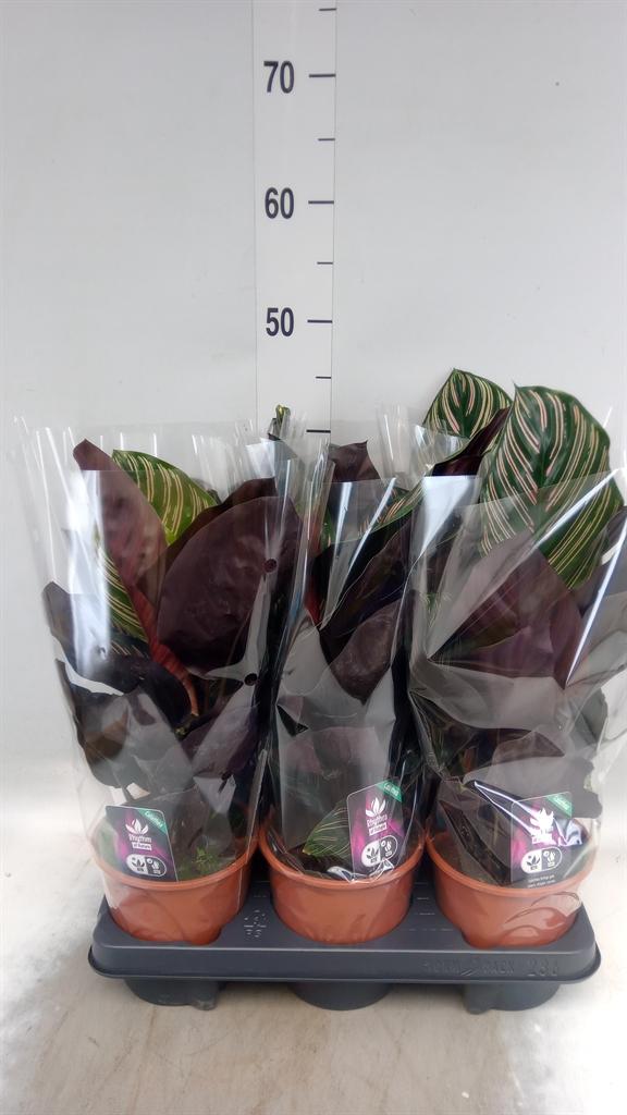 Горшечные цветы и растения оптом Calathea Sanderiana от 6шт из Голландии с доставкой по России
