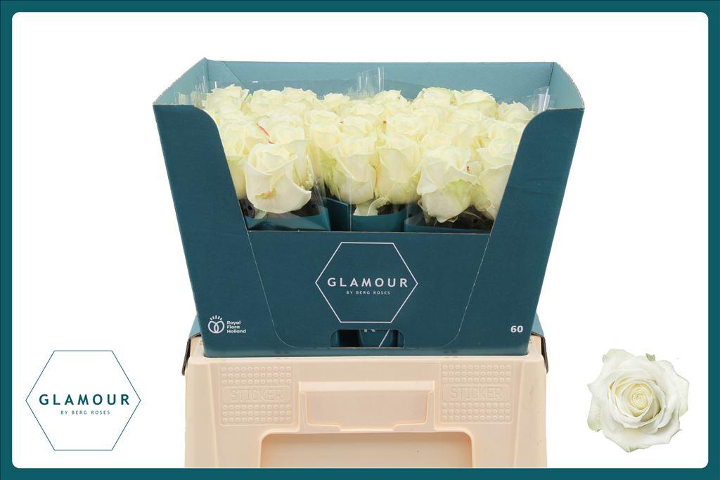 Срезанные цветы оптом Rosa large avalanche+ от 50шт из Голландии с доставкой по России