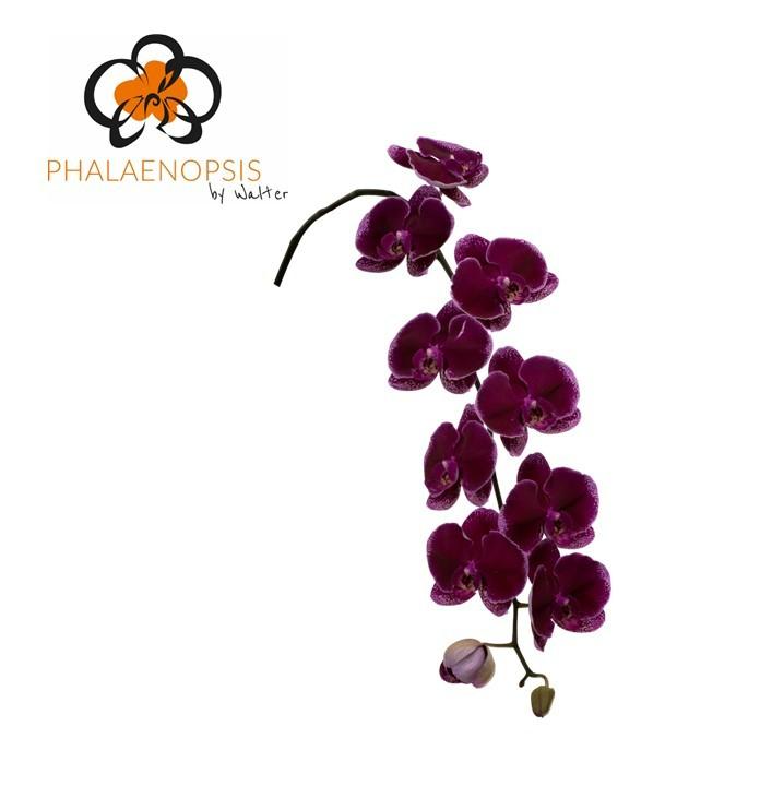 Срезанные цветы оптом Phalaenopsis lie-de-vin (per stem) от 10шт из Голландии с доставкой по России