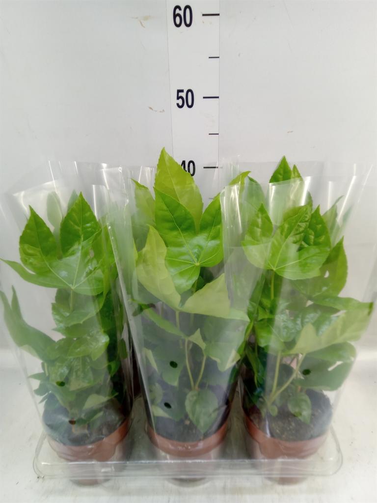 Горшечные цветы и растения оптом Fatsia Japonica от 6шт из Голландии с доставкой по России