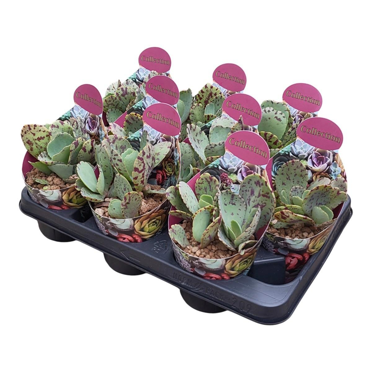 Горшечные цветы и растения оптом Kalanchoe Marmorata Potcover от 9шт из Голландии с доставкой по России