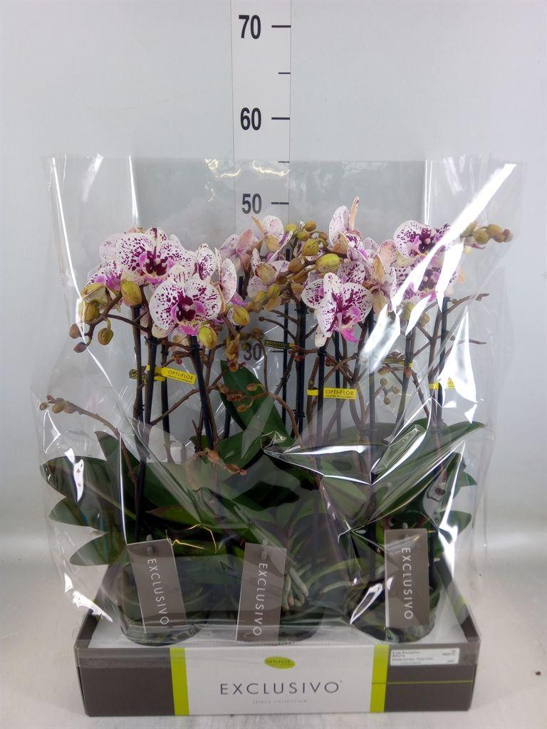 Горшечные цветы и растения оптом Phalaenopsis Multi.   ... от 6шт из Голландии с доставкой по России