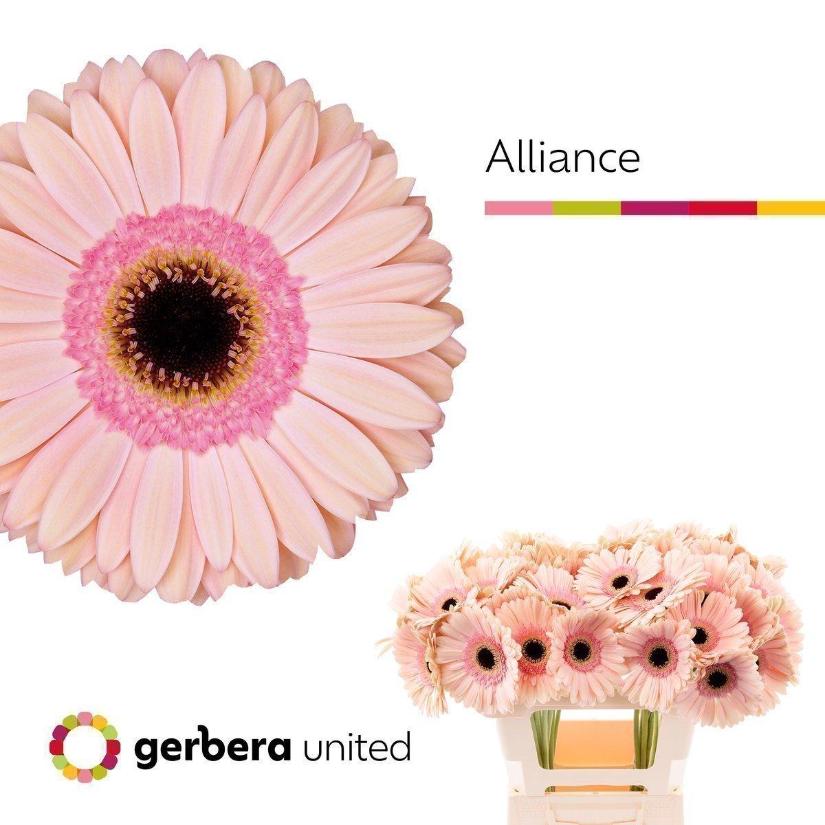 Срезанные цветы оптом Gerbera alliance от 40шт из Голландии с доставкой по России