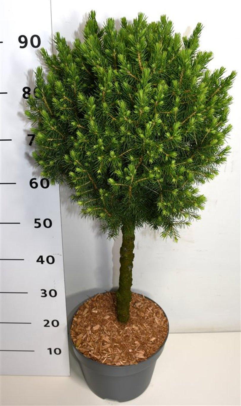 Горшечные цветы и растения оптом Picea Gluaca Conica On Stem от 1шт из Голландии с доставкой по России