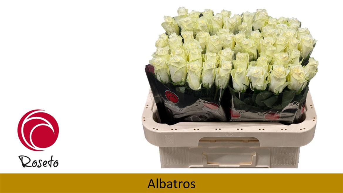 Срезанные цветы оптом Rosa large albatros от 60шт. из Голландии с доставкой по России