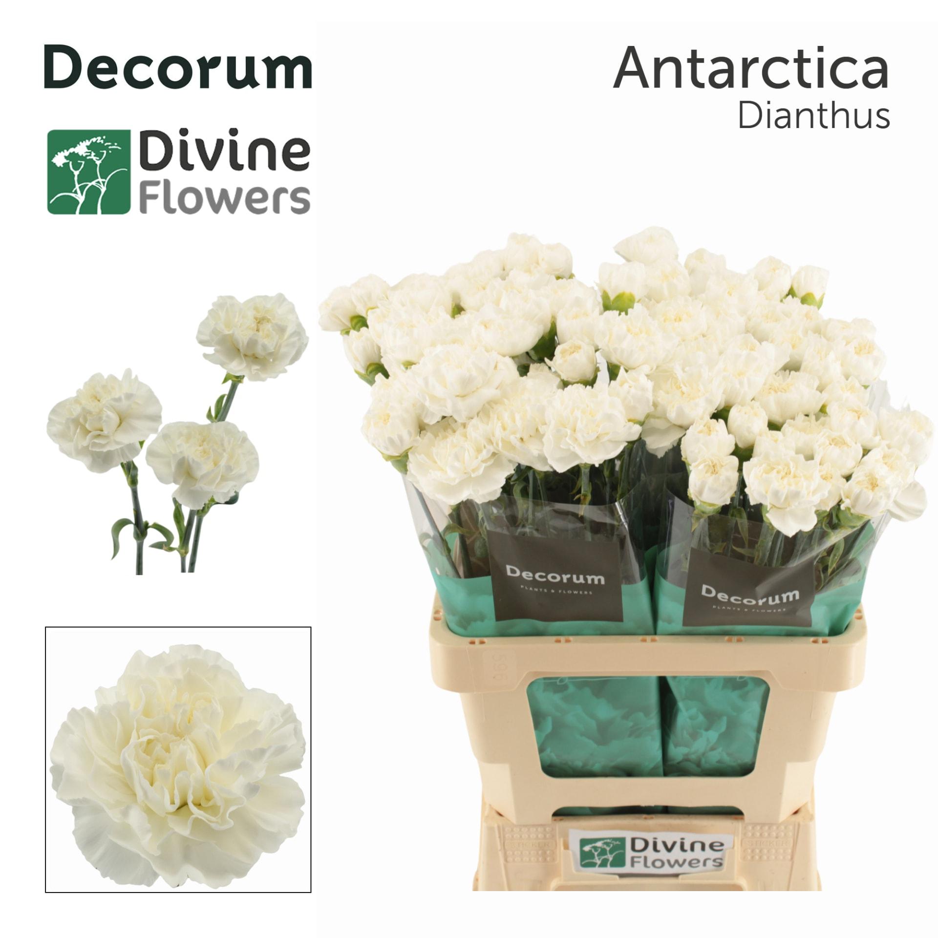 Срезанные цветы оптом Dianthus st antarctica от 80шт из Голландии с доставкой по России