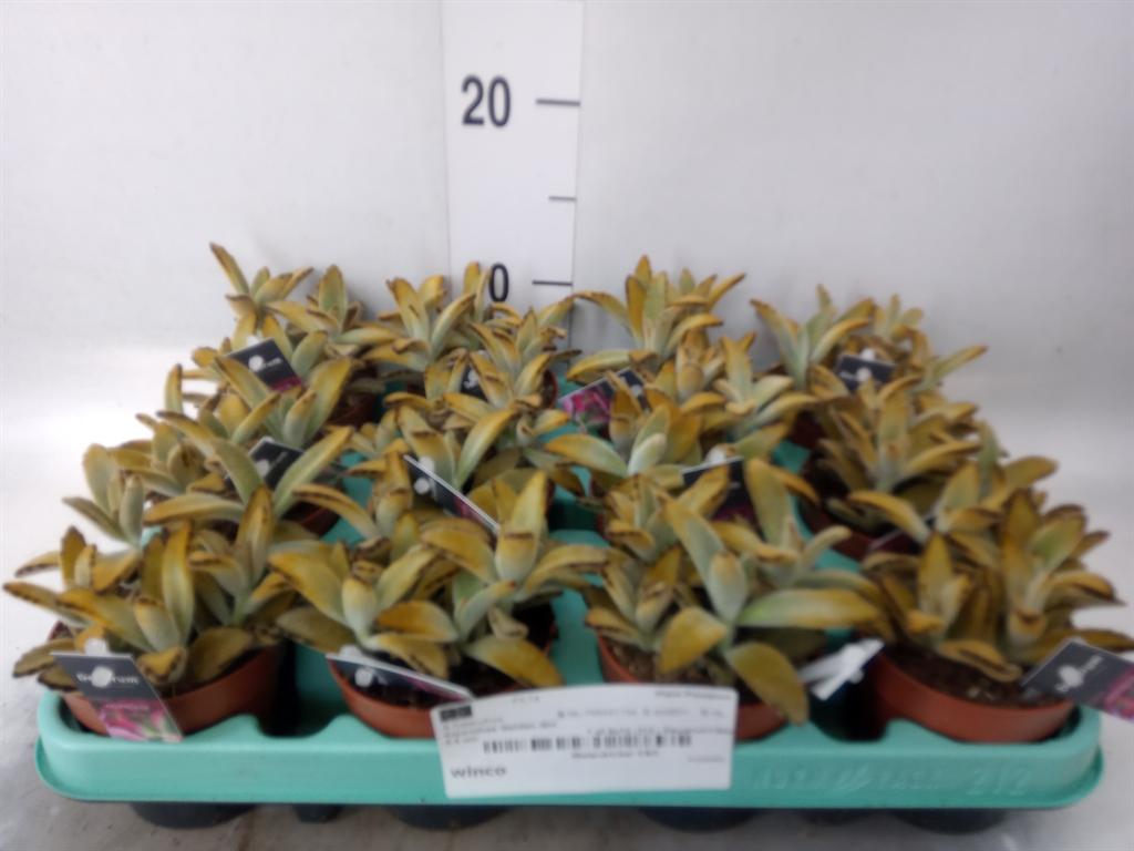 Горшечные цветы и растения оптом Kalanchoe Nf Tomentosa от 12шт (для телеги) из Голландии с доставкой по России