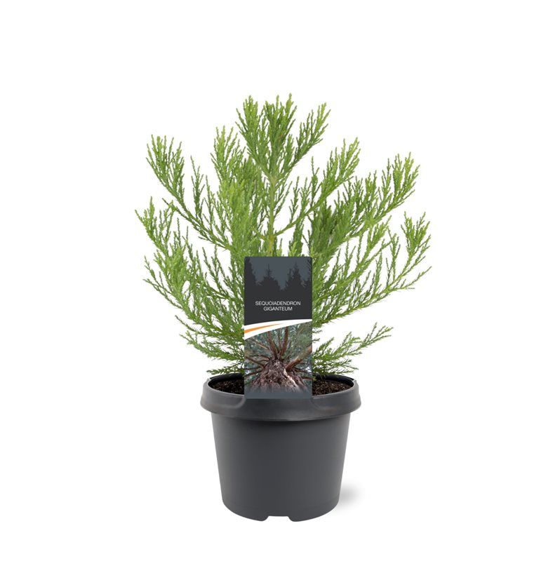 Горшечные цветы и растения оптом Sequoiadendron Giganteum от 1шт из Голландии с доставкой по России