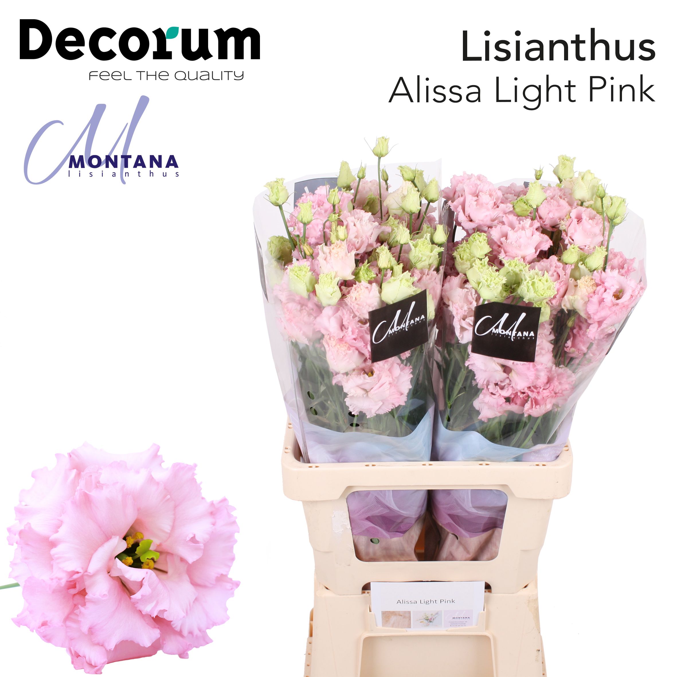 Срезанные цветы оптом Lisianthus do alissa light pink от 20шт из Голландии с доставкой по России