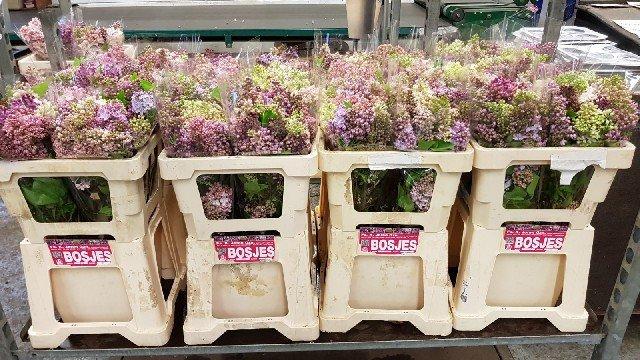 Срезанные цветы оптом Syringa per bunch от 4шт из Голландии с доставкой по России