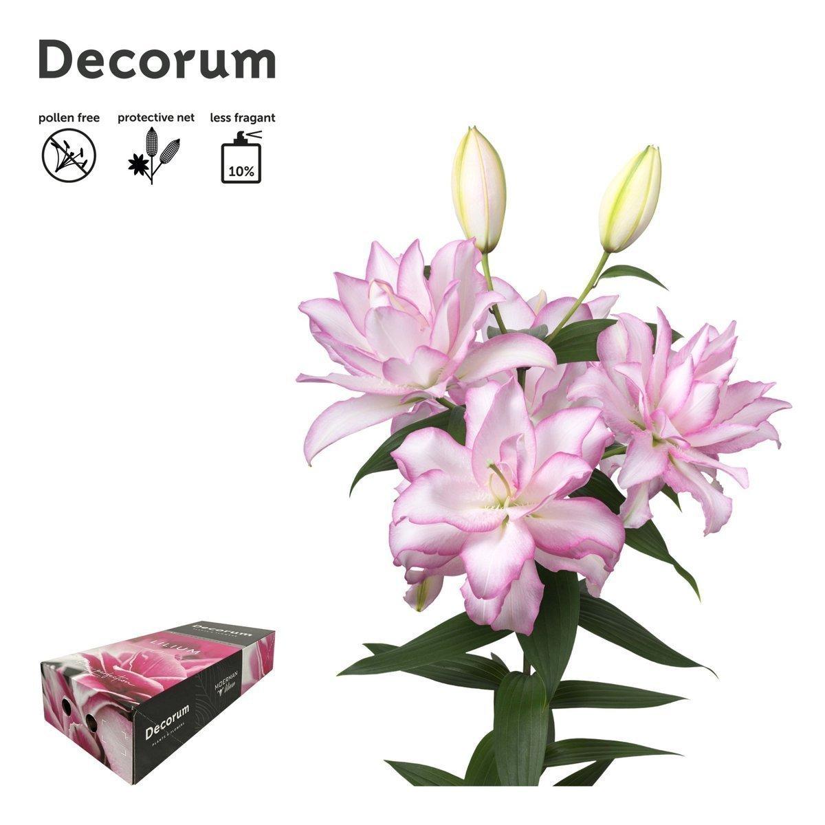 Срезанные цветы оптом Lilium or dbl roselily anouska от 80шт из Голландии с доставкой по России