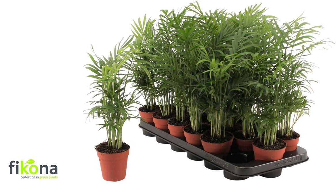 Горшечные цветы и растения оптом Chamaedorea Elegans от 18шт (для телеги) из Голландии с доставкой по России