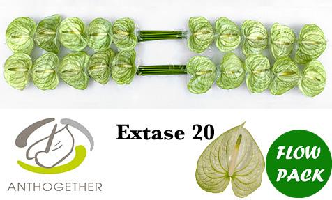 Срезанные цветы оптом Anthurium extase от 20шт. из Голландии с доставкой по России