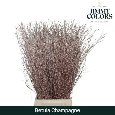 Срезанные цветы оптом Betula paint champagne от 10шт из Голландии с доставкой по России