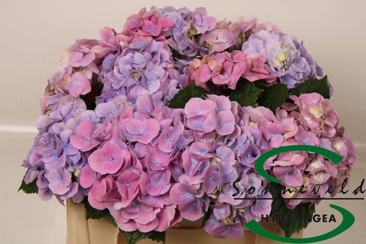 Срезанные цветы оптом Hydrangea marsepein blue от 10шт из Голландии с доставкой по России