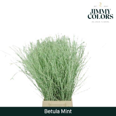 Срезанные цветы оптом Betula paint mint green от 10шт из Голландии с доставкой по России
