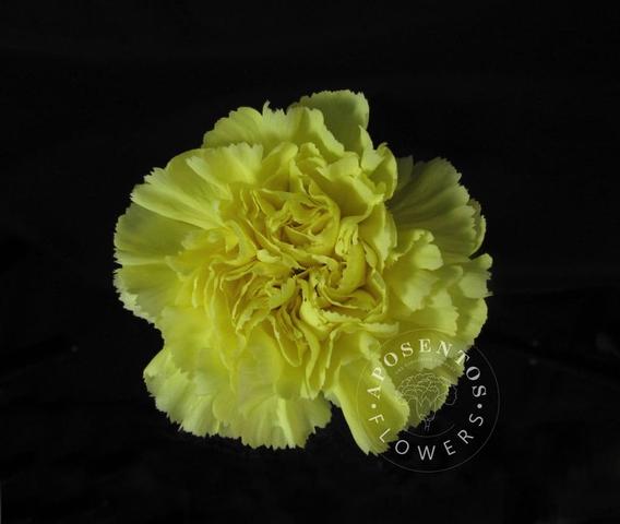 Срезанные цветы оптом Dianthus st ilias от 80шт из Голландии с доставкой по России