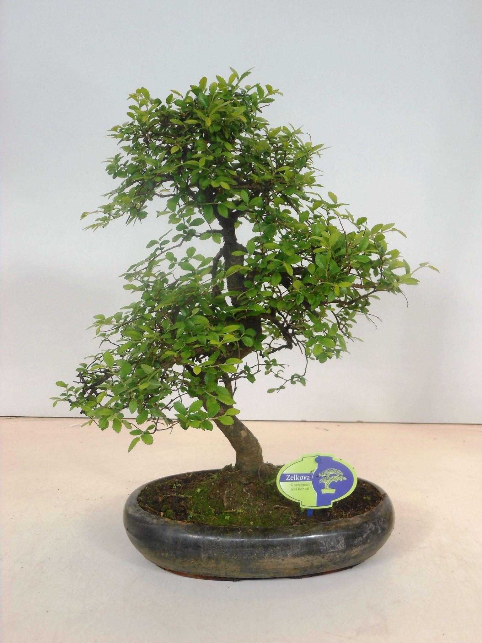 Горшечные цветы и растения оптом Bonsai Zelkova Parvifolia,  Without D от 3шт из Голландии с доставкой по России