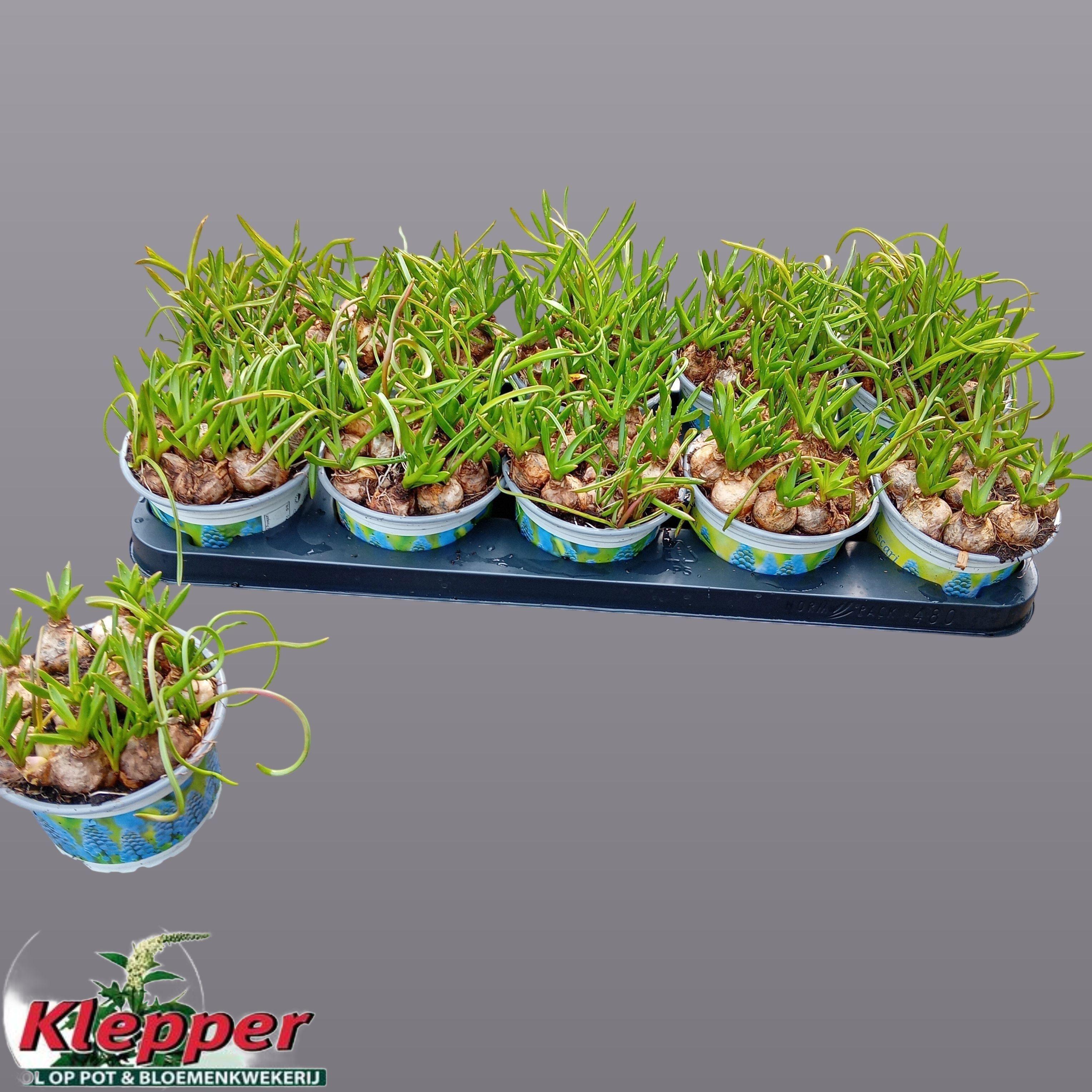 Горшечные цветы и растения оптом Muscar Atlantic от 10шт из Голландии с доставкой по России Горшечные цветы и растения оптом Muscar Atlantic от 10шт из Голландии с доставкой по России