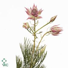 Срезанные цветы оптом Cape green serruria blushing bride pink от 80шт из Голландии с доставкой по России