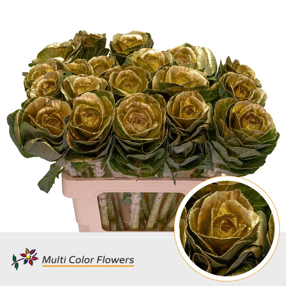 Срезанные цветы оптом Brassica paint gold от 30шт из Голландии с доставкой по России