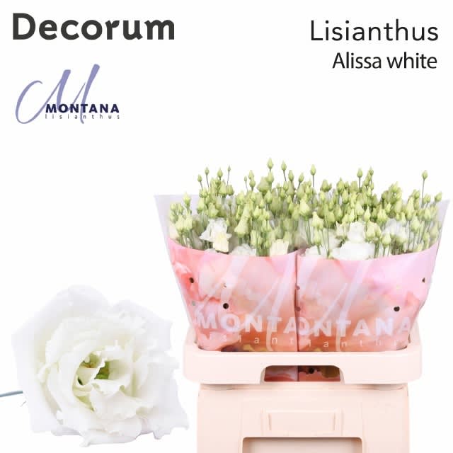 Срезанные цветы оптом Lisianthus do alissa white от 40шт. из Голландии с доставкой по России