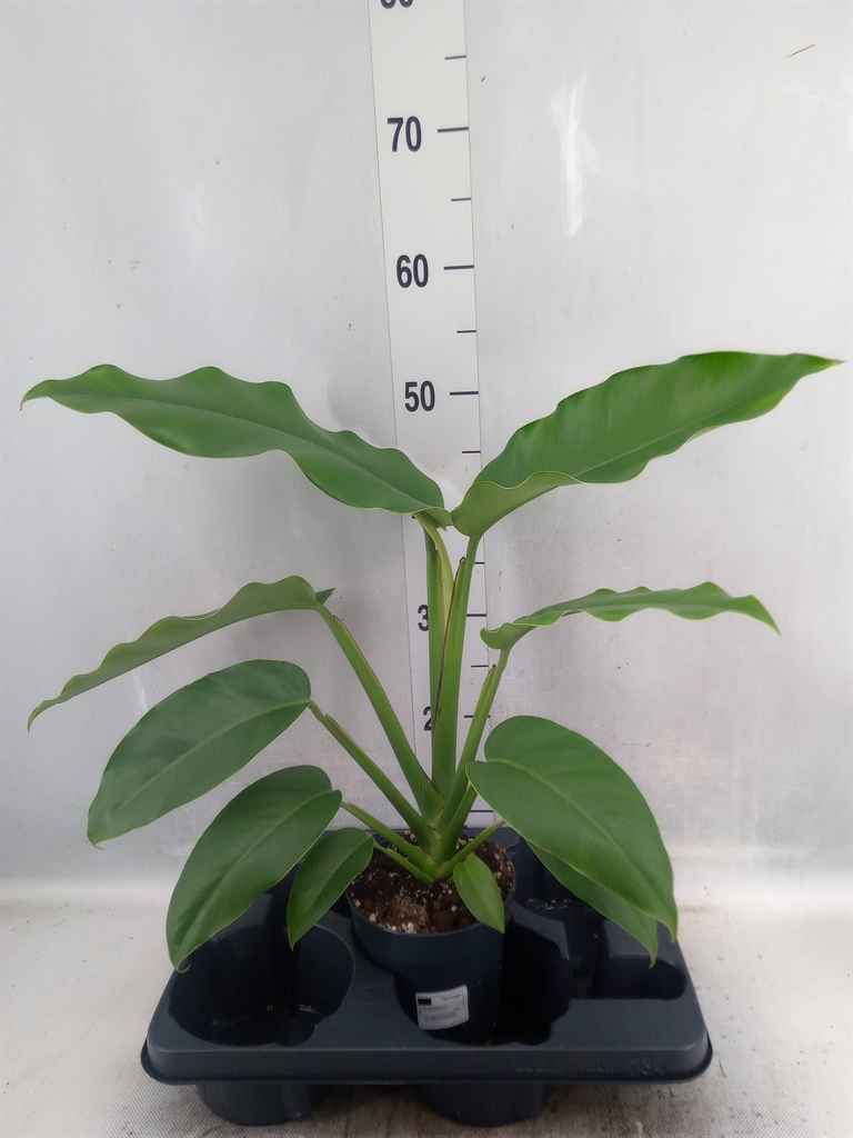 Горшечные цветы и растения оптом Rhaphidophora Pertusa от 1шт из Голландии с доставкой по России