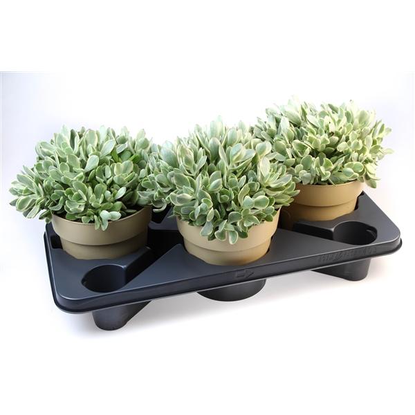 Горшечные цветы и растения оптом Crassula Moneymaker от 3шт из Голландии с доставкой по России